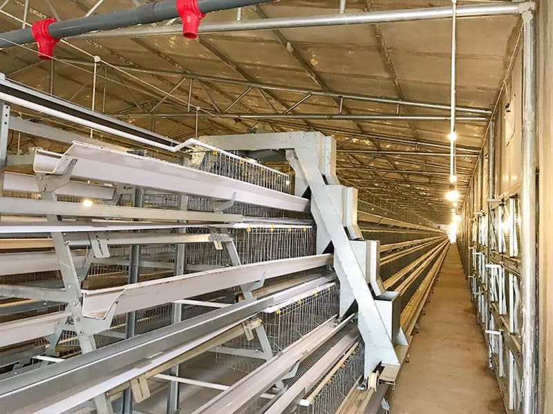 Stepped automated breeding equipment